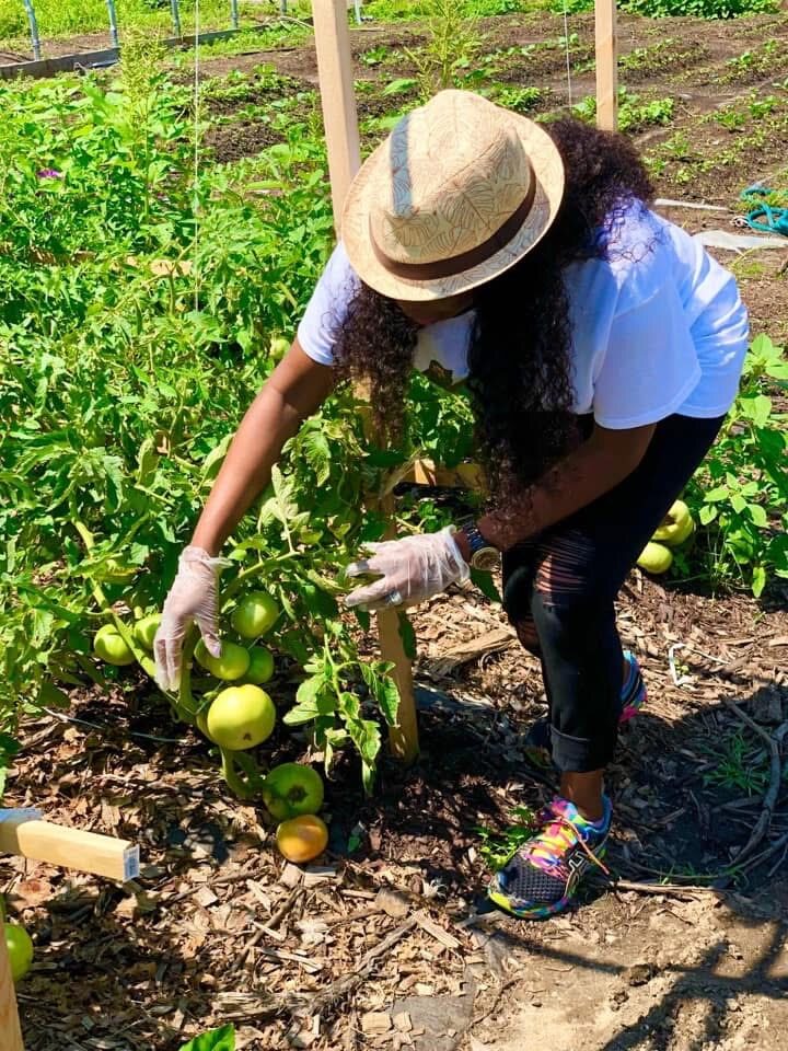 Tending tomatoes in the community garden
